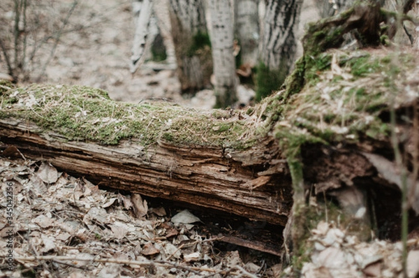 Obraz tree stump with moss