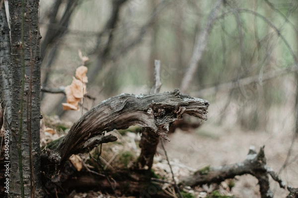 Obraz old tree trunk