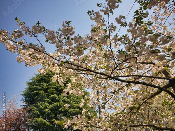 Obraz Cherry blossom in spring.  Shining cherry blossoms.