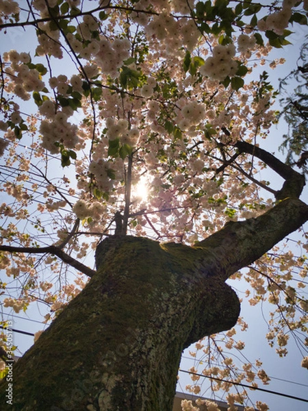 Fototapeta 2020, spring. I got the chance to look up at the cherry tree from below from the shining sun.