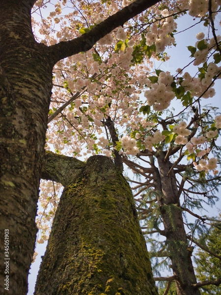 Fototapeta 2020, spring. I got the chance to look up at the cherry tree from below from the shining sun.