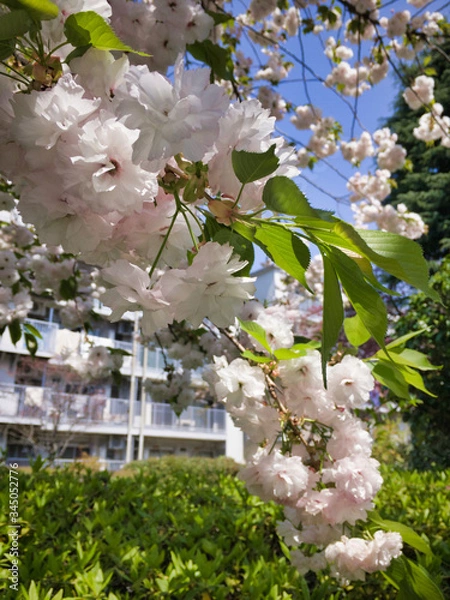 Fototapeta 2020, spring. Unexpectedly, I'm glad that I can see cherry blossoms so close.