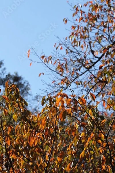 Obraz チョウシュウヒザクラ