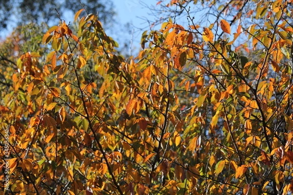 Obraz チョウシュウヒザクラ