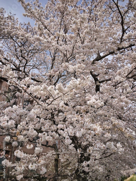 Obraz 2020. Spring. Cherry blossoms that look like heavy snowfall.