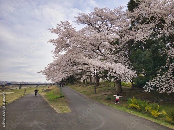 Fototapeta 2020, spring. Cherry blossoms bloom again in the park along the river this year.