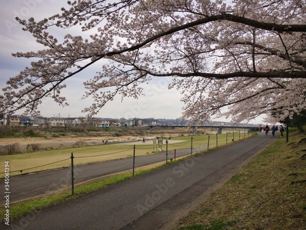 Fototapeta 2020, spring. Cherry blossoms bloom again in the park along the river this year.