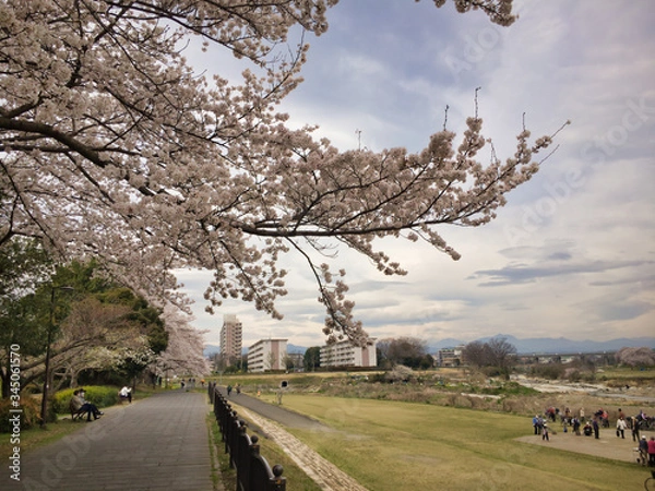 Fototapeta 2020, spring. Cherry blossoms bloom again in the park along the river this year.