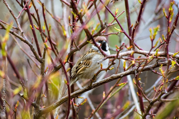 Fototapeta Sparrow, birds, branches, spring, life blooms