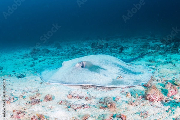 Obraz A Pink Whipray hidden by sand on the ocean floor of a tropical coral reef