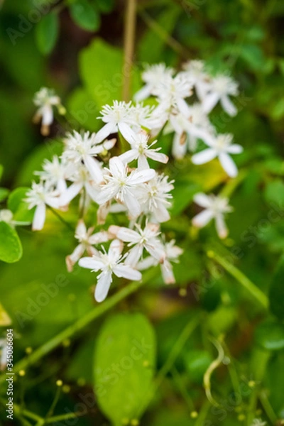 Obraz nature during rain