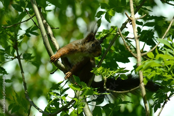 Obraz niedliches Eichhörnchen