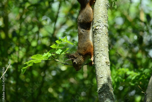 Obraz niedliches Eichhörnchen