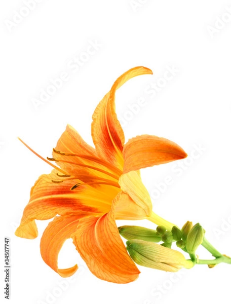 Fototapeta Orange Lily isolated over white background