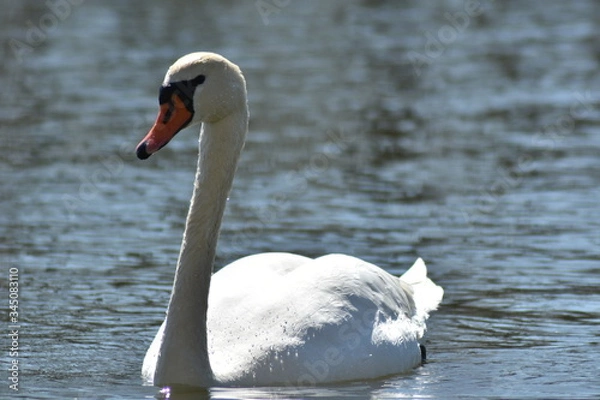 Obraz Schwan auf dem Teich