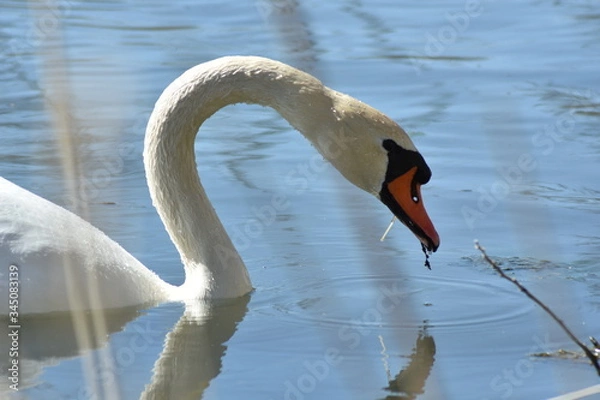Obraz Schwan auf dem Teich