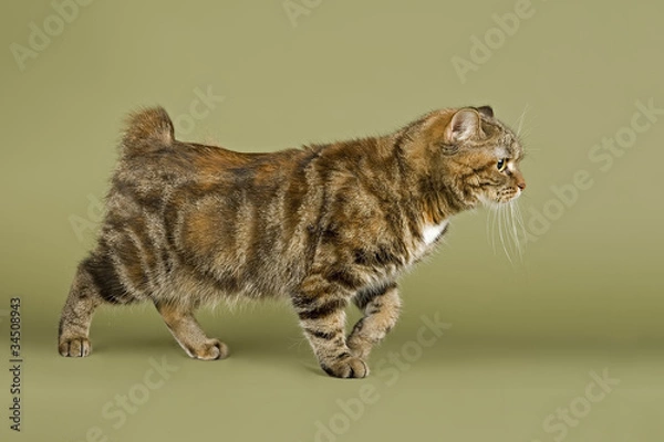 Obraz Kot Manx 11097