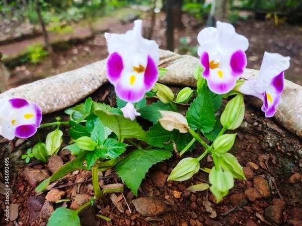 Obraz purple crocus flowers