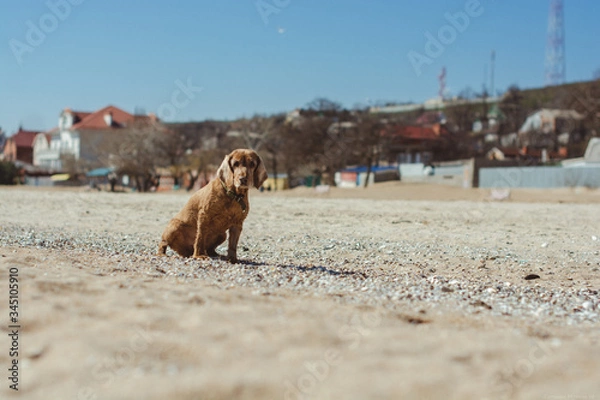 Fototapeta Dog / Sand / Beach / Sea / Animals