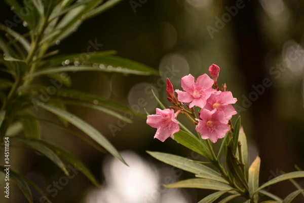 Fototapeta pink orchid flower