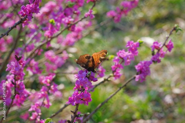 Fototapeta Peacock butterfly on blooming mezereon branches on sunny spring day