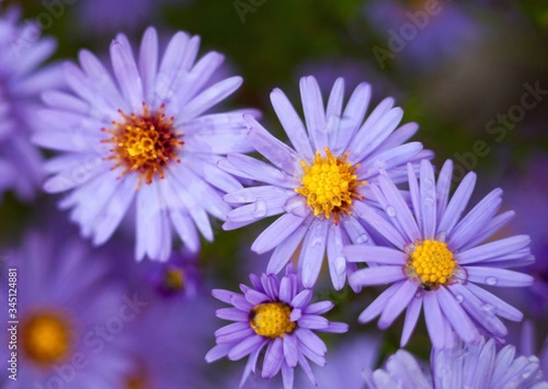 Fototapeta Blue aster flowers.