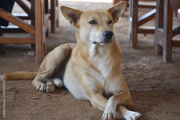 Obraz The stylish street Guy