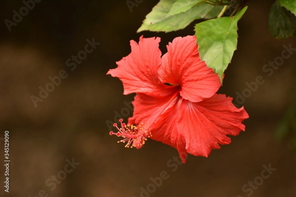 Obraz Hibiscus, Red