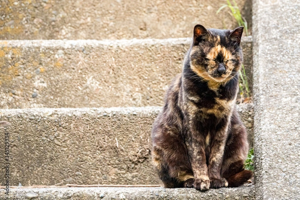 Fototapeta 座る錆び猫