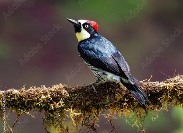 Obraz Eichelspecht in Costa Rica