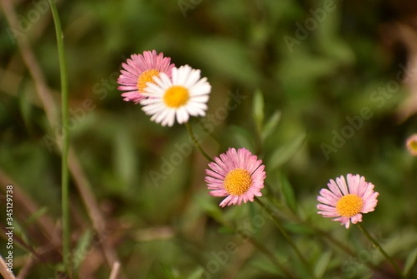 Obraz Wild Flowers