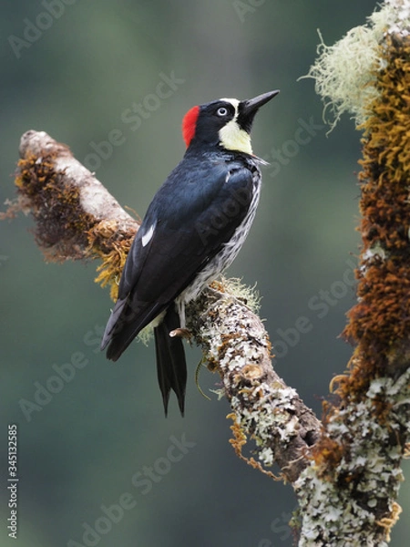 Fototapeta Eichelspecht (Acorn woodpecker)