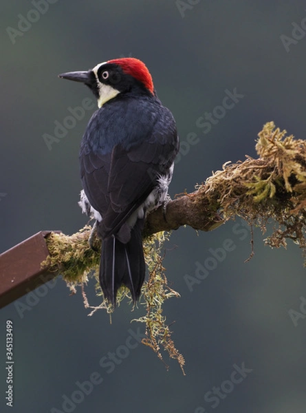 Fototapeta Eichelspecht (Melanerpes formicivorus)