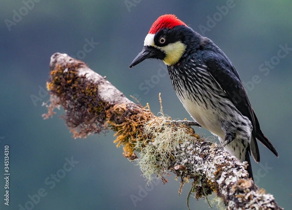 Fototapeta Eichelspecht in Costa Rica