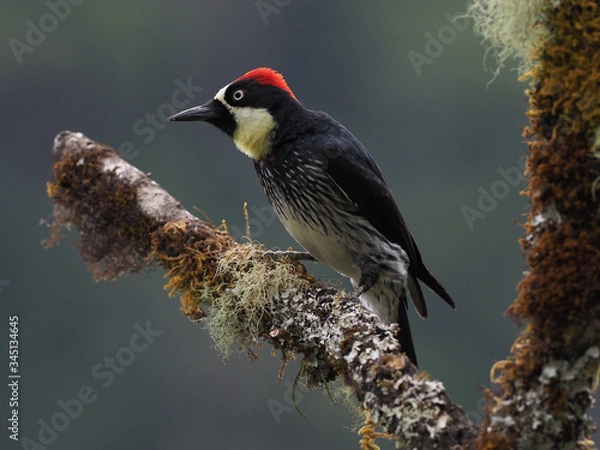 Fototapeta Eichelspecht (Melanerpes formicivorus)