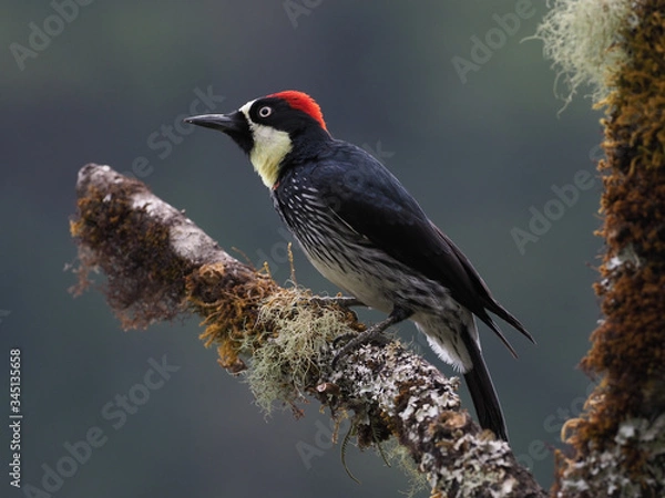 Obraz Eichelspecht in Costa Rica 