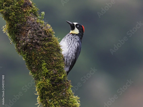 Fototapeta Eichelspecht (Melanerpes formicivorus)