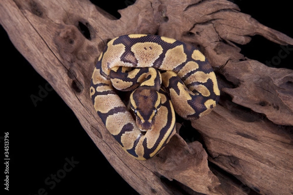 Fototapeta Baby Ball or Royal Python, Fire morph, on a piece of wood