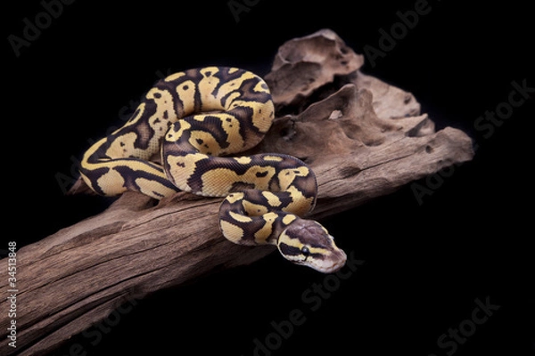 Fototapeta Baby Ball lub Royal Python, Firefly Morph, na kawałku drewna