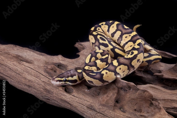 Fototapeta Baby Ball or Royal Python, Firefly morph, on a piece of wood