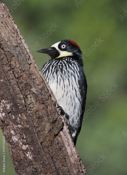 Fototapeta Eichelspecht