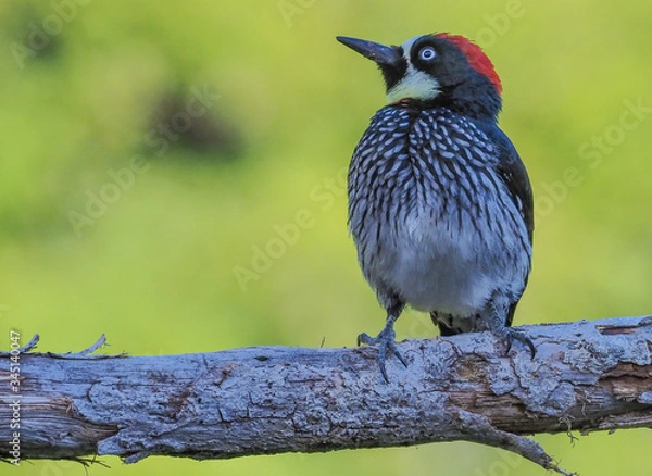 Fototapeta Eichelspecht