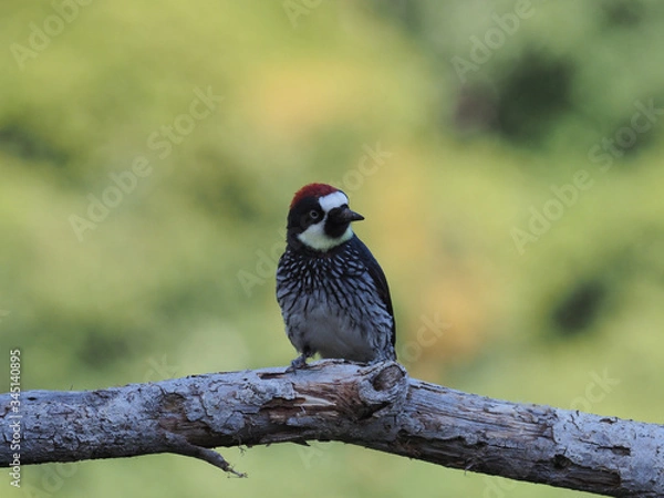 Fototapeta Eichelspecht (Melanerpes formicivorus)