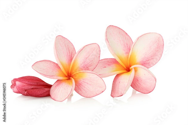 Obraz Beautiful  pink  tropical flower  isolated on white background, This has clipping path.