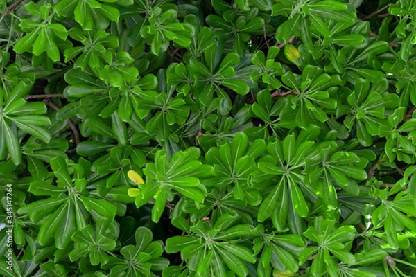 Obraz green leaves background