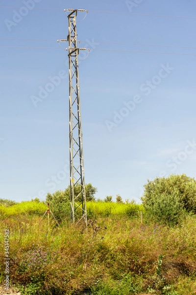 Obraz tree in the field