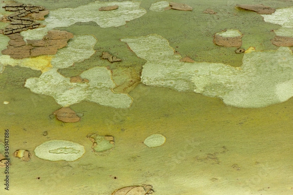 Obraz frog in the pond