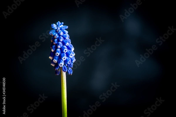 Obraz szafirek armeński