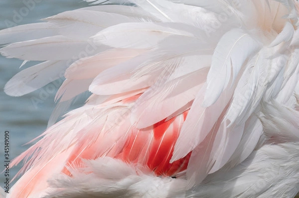 Fototapeta Pink flamingo in the open bird park in Pont de gau, feathers abstract