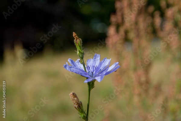 Fototapeta The common chicory flower in a meadow	
